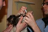 AUSCULTATION 154